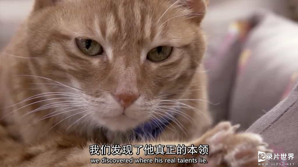 BBC纪录片/地平线系列《小猫日记 Little Cat Diaries》全1集 