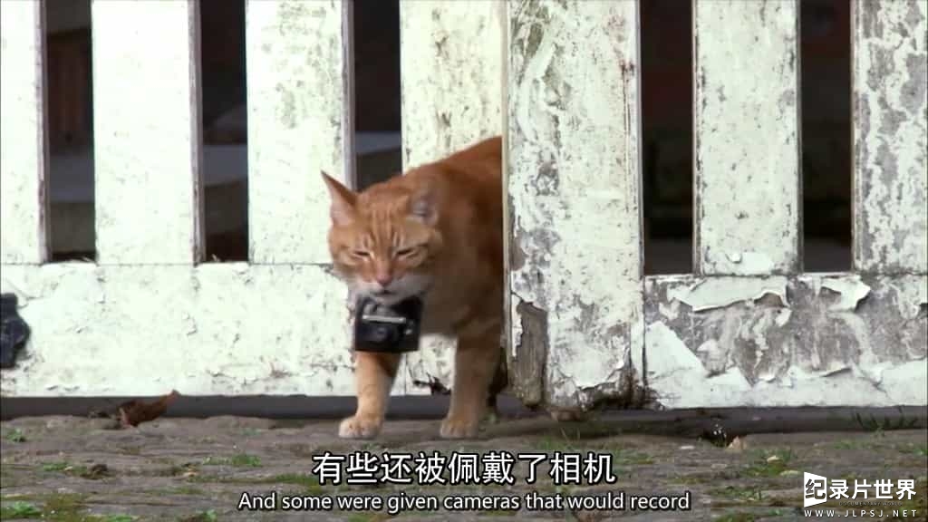 BBC纪录片/地平线系列《小猫日记 Little Cat Diaries》全1集 