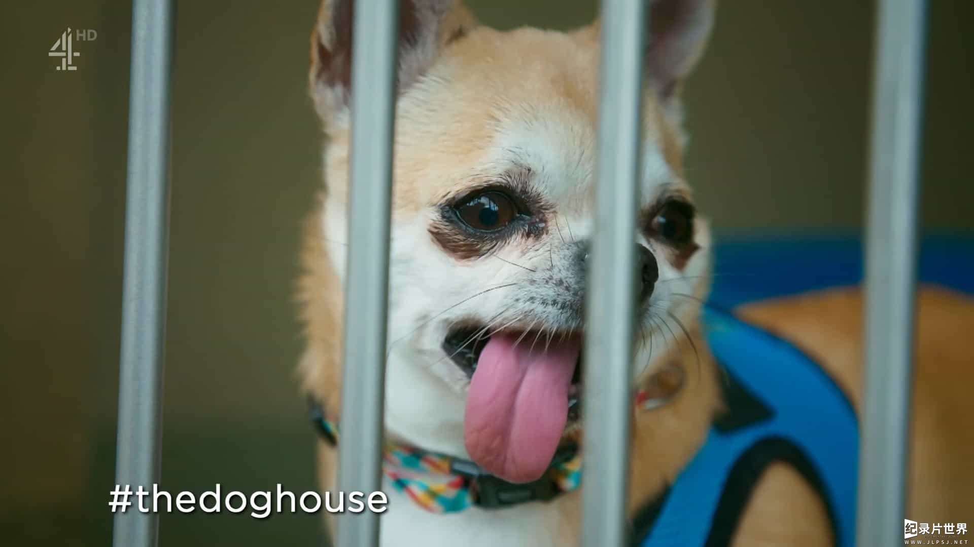 HBO纪录片《狗狗屋 The Dog House 2022》第1-3季共25集