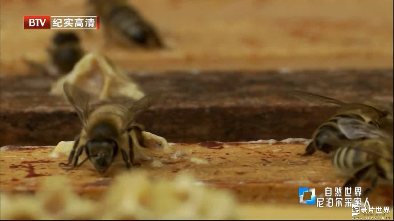 BBC纪录片/BTV引进版《尼泊尔采蜜人 Honey Hunting In Nepal 2017》英语中字