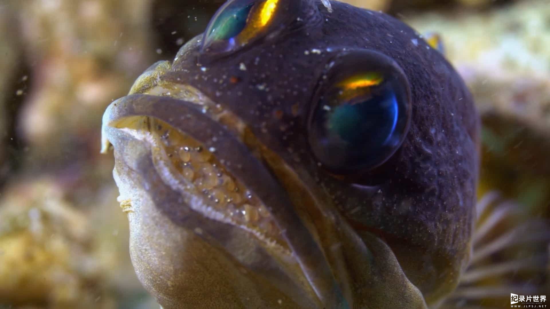 国家地理《奇异的海洋 Oceans Weirdest》第一季全3集
