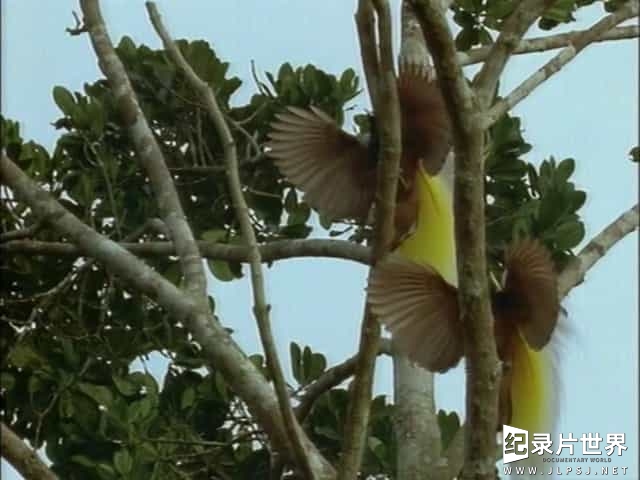 BBC纪录片《鸟的天堂 Attenborough in Paradise》英语中字