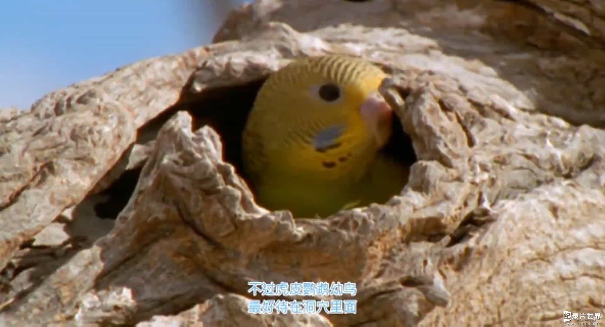 BBC纪录片《野性澳洲 Wild Australasia 》全6集