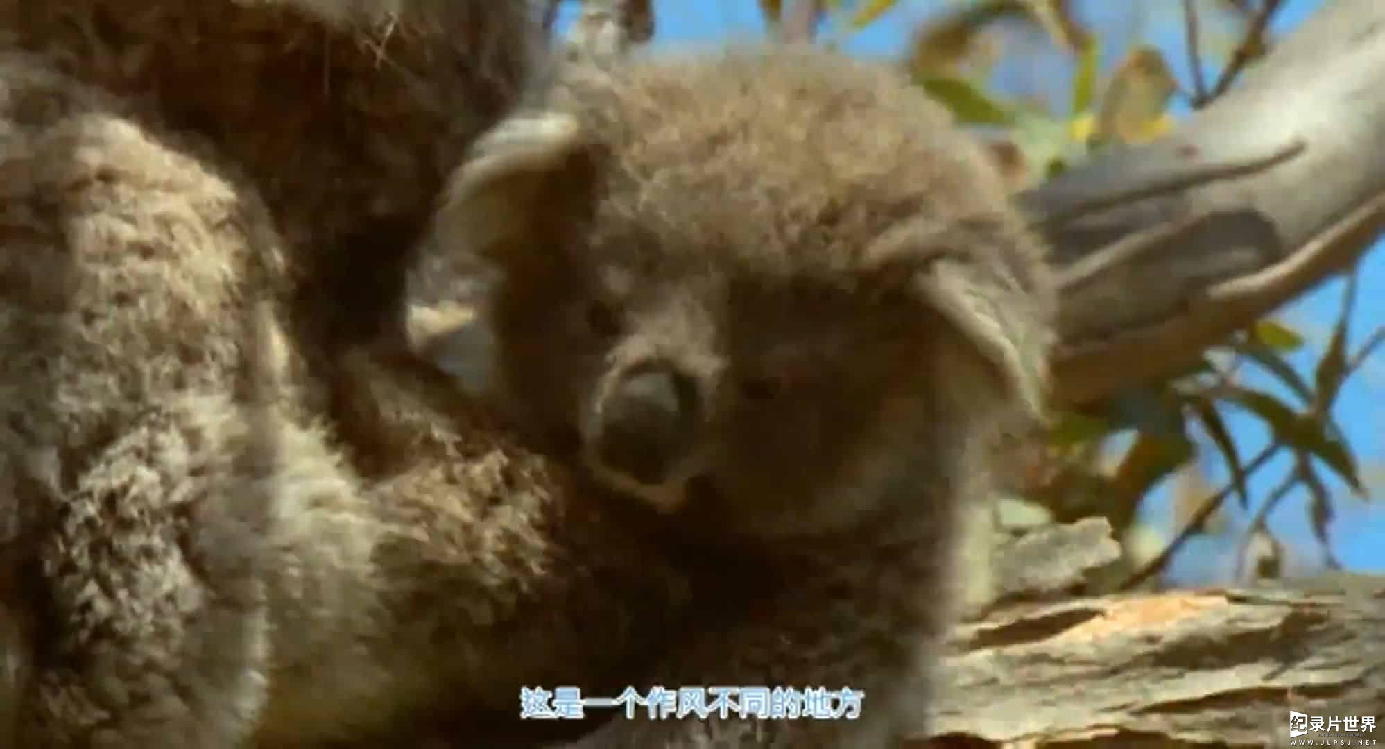 BBC纪录片《野性澳洲 Wild Australasia 》全6集