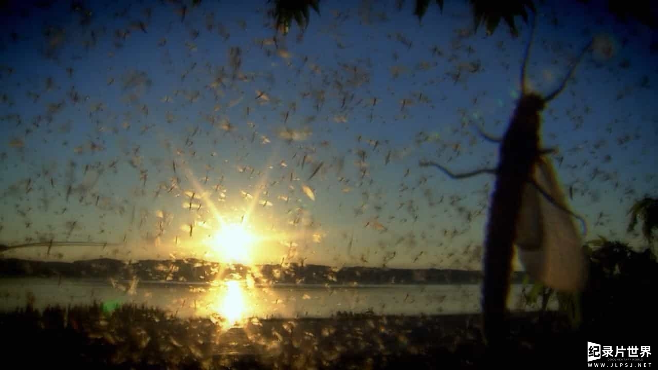 BBC纪录片《超级生物群:大自然不可思议的入侵/超级群体 Super Swarms》全2集