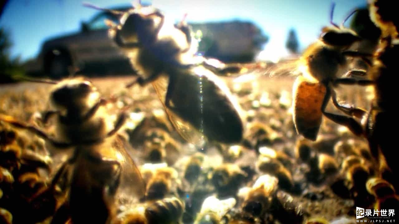 BBC纪录片《超级生物群:大自然不可思议的入侵/超级群体 Super Swarms》全2集