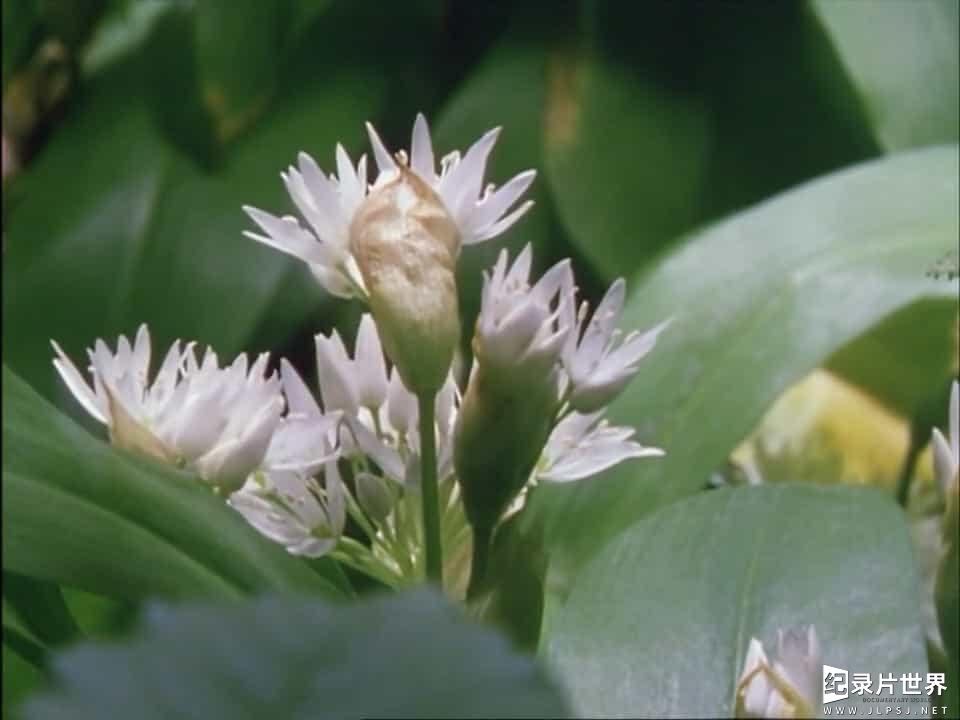 BBC纪录片《植物私生活 The Private Life of Plants》全6集