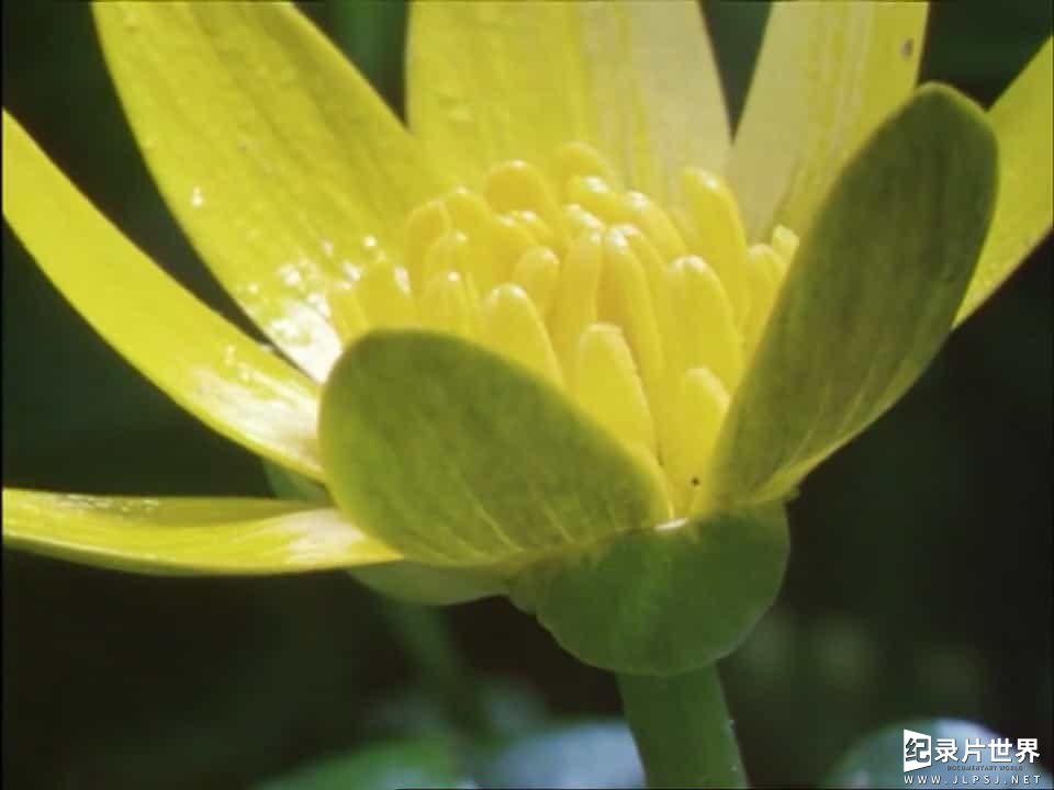 BBC纪录片《植物私生活 The Private Life of Plants》全6集