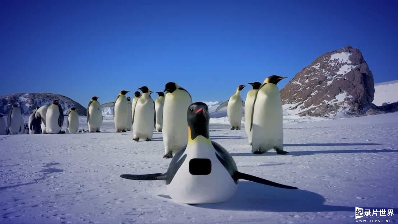 BBC纪录片《企鹅群里有特务 Penguins: Spy in the Huddle》全3集