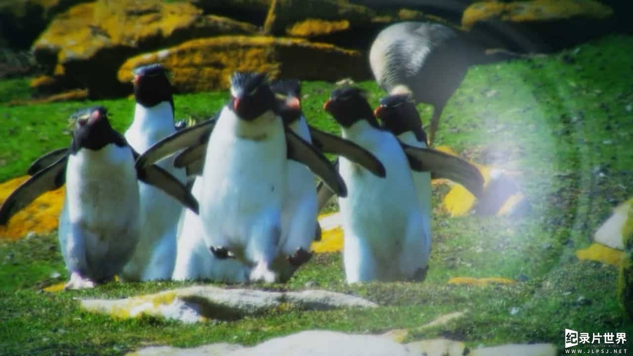 BBC纪录片《企鹅群里有特务 Penguins: Spy in the Huddle》全3集