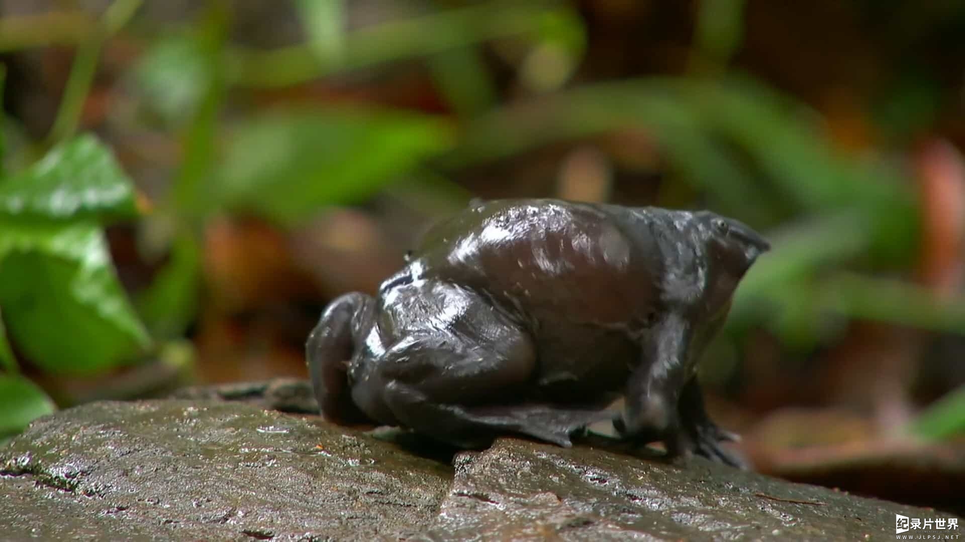BBC纪录片《神奇的青蛙/阿Sir看蛙蛙(港) Fabulous Frogs》英语中字