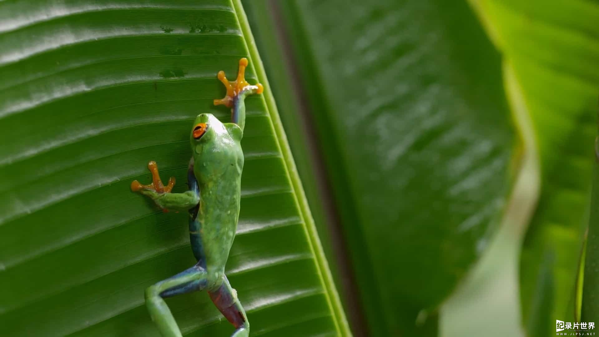 BBC纪录片《神奇的青蛙/阿Sir看蛙蛙(港) Fabulous Frogs》英语中字