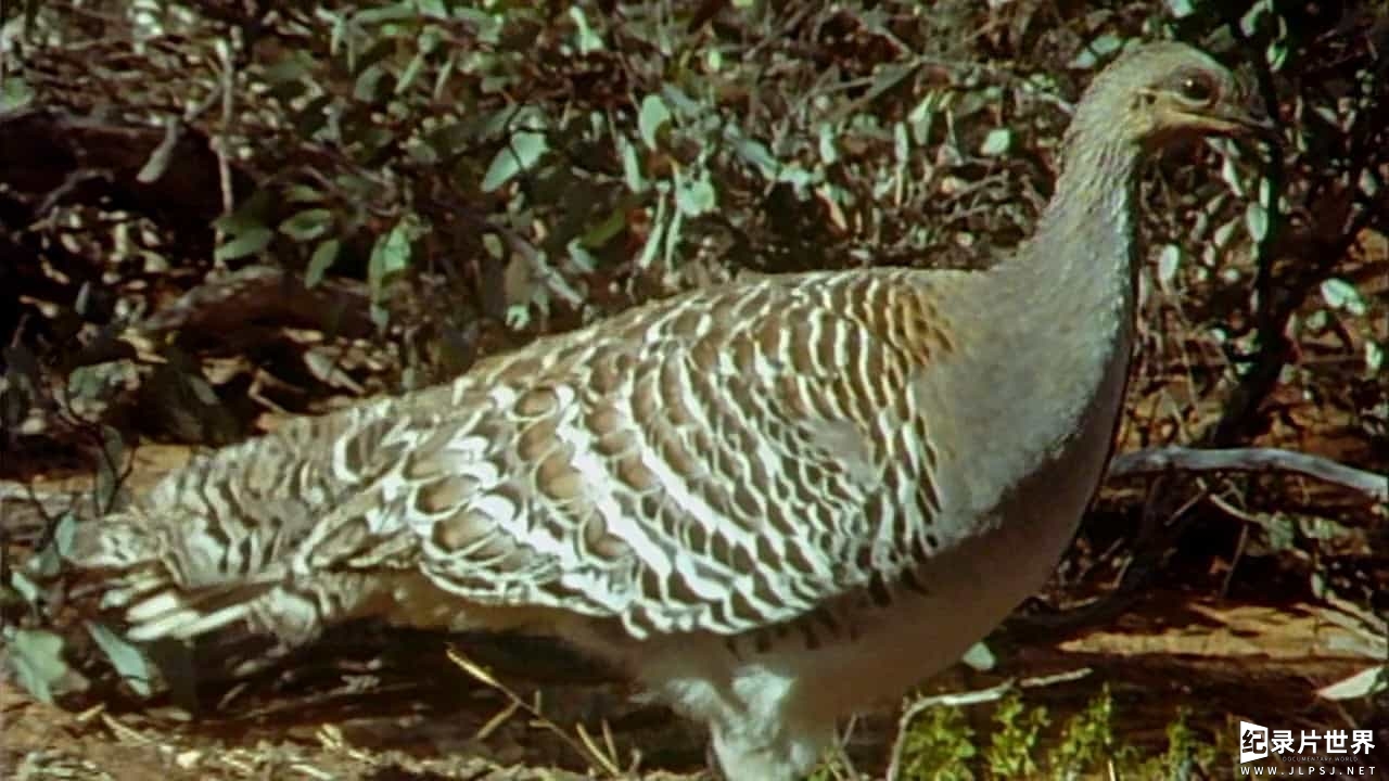 BBC纪录片《大卫·爱登堡野外探索60年/BBC生態60年 Attenborough 60 Years in the Wild》 全3集