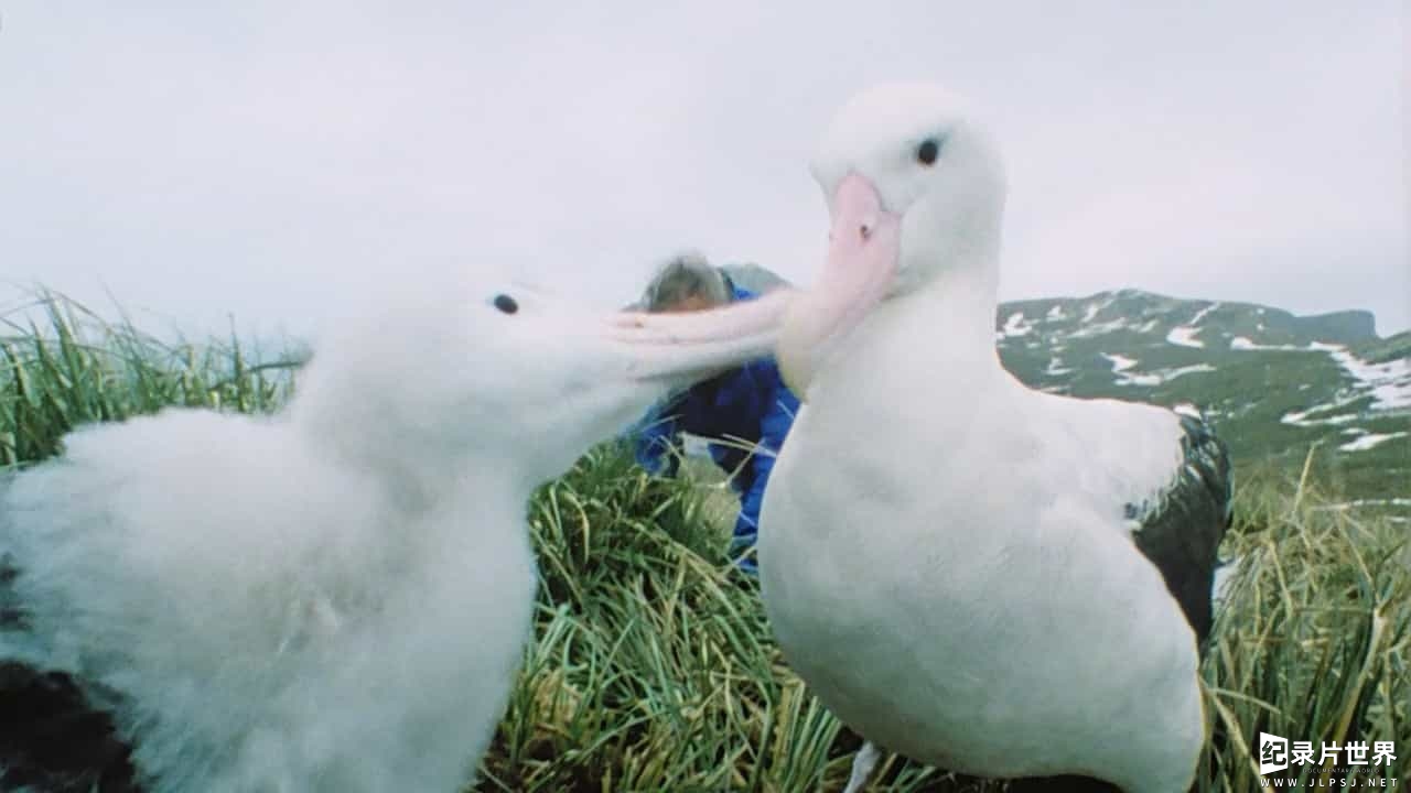 BBC纪录片《大卫·爱登堡野外探索60年/BBC生態60年 Attenborough 60 Years in the Wild》 全3集