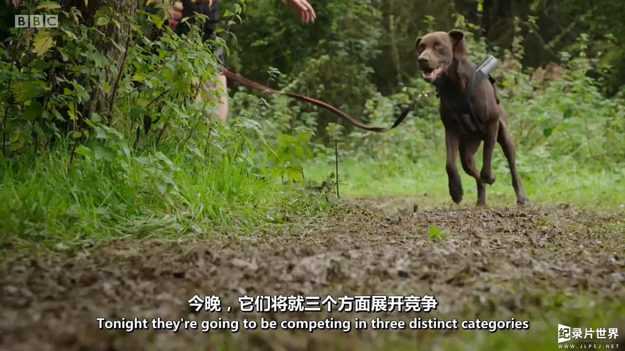 BBC纪录片/萌宠系列《喵汪大比拼 Cats v Dogs: Which is Best》全2集