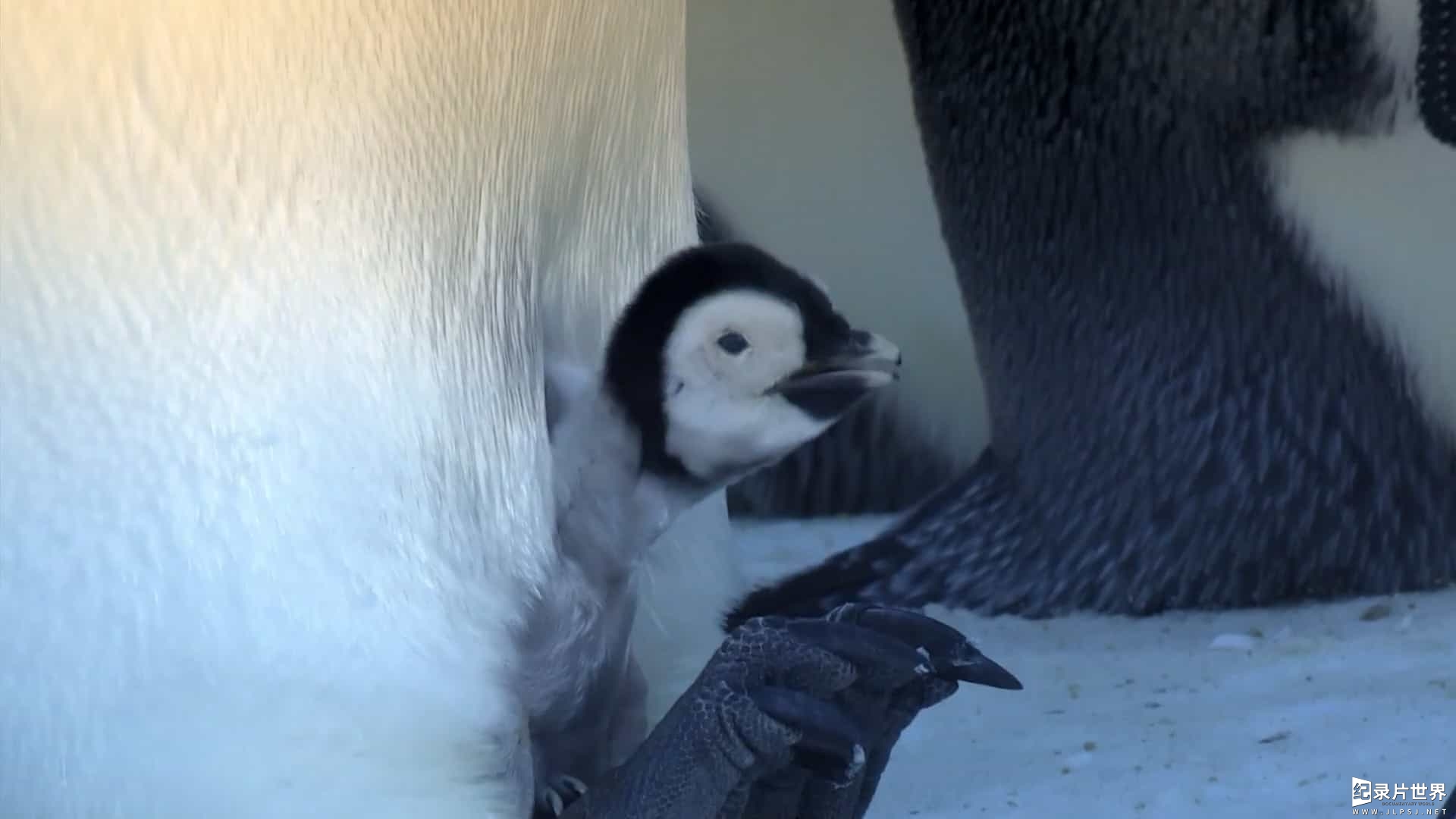 BBC纪录片《帝企鹅宝宝的生命轮回之旅/小雪：一只企鹅的故事 Snow Chick – A Penguin’s Tale》全1集