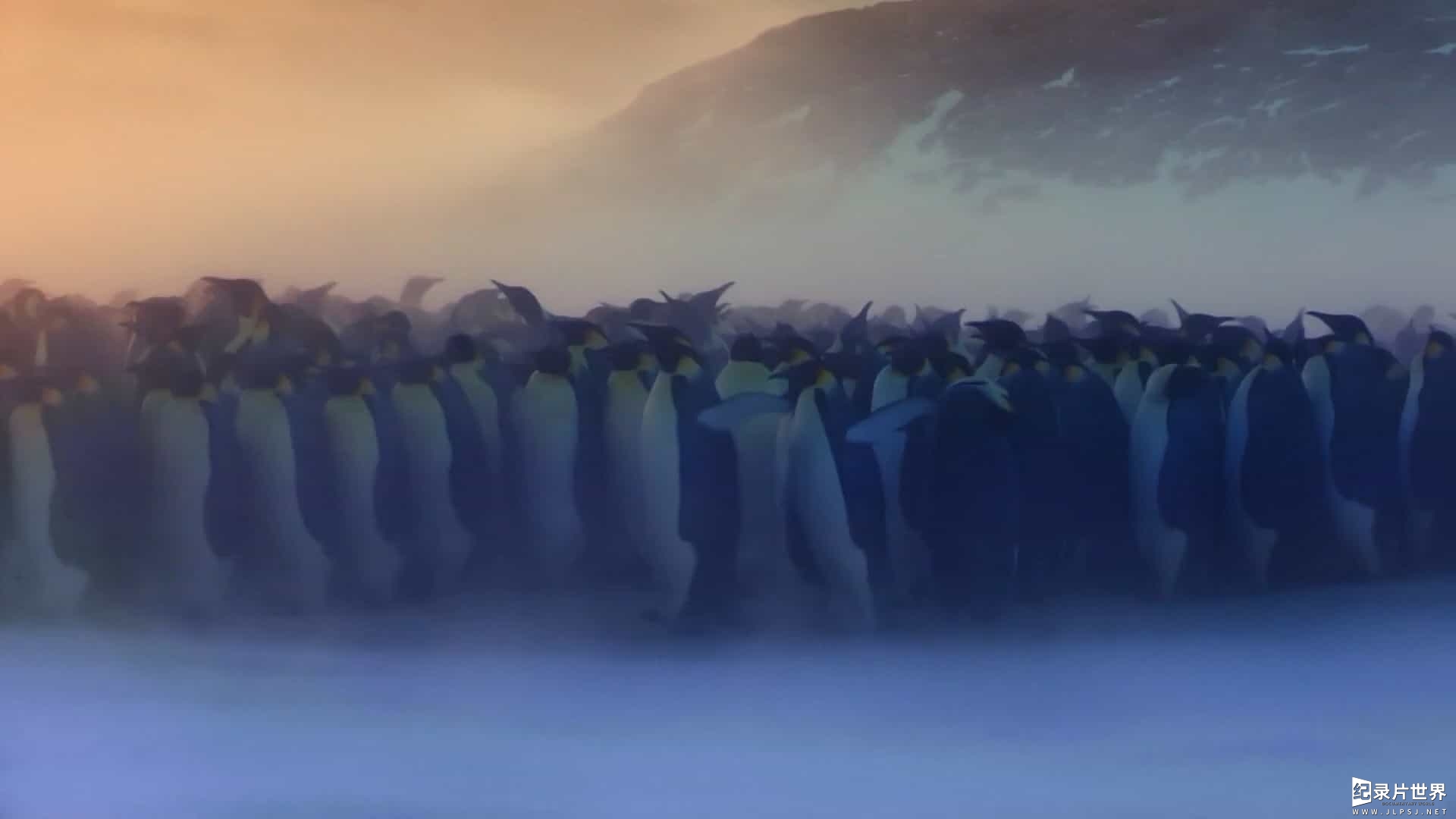 BBC纪录片《帝企鹅宝宝的生命轮回之旅/小雪：一只企鹅的故事 Snow Chick – A Penguin’s Tale》全1集