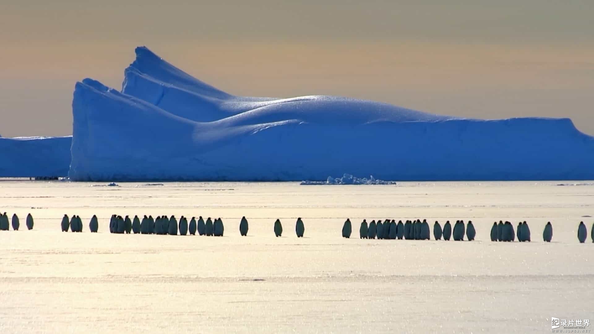 BBC纪录片《帝企鹅宝宝的生命轮回之旅/小雪：一只企鹅的故事 Snow Chick – A Penguin’s Tale》全1集