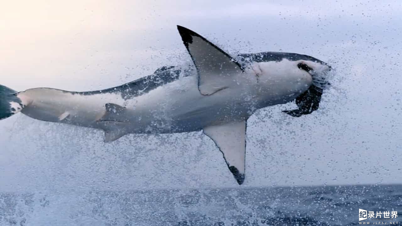 BBC纪录片《碧海狂鲨 SHARK》全3集