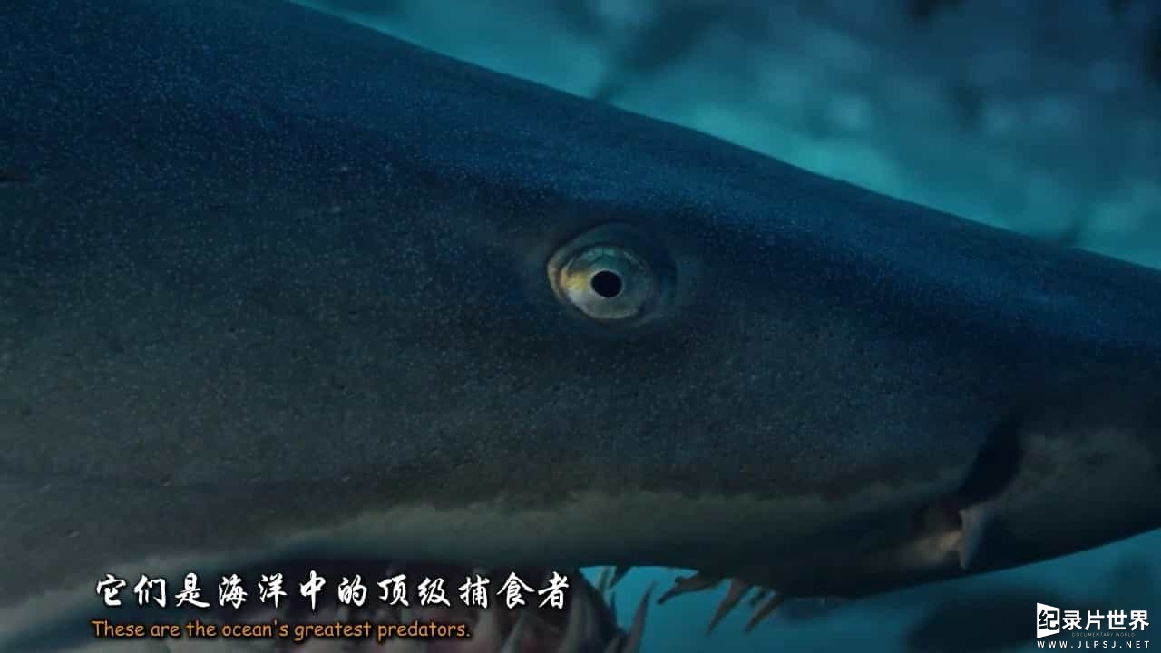 BBC纪录片《碧海狂鲨 SHARK》全3集