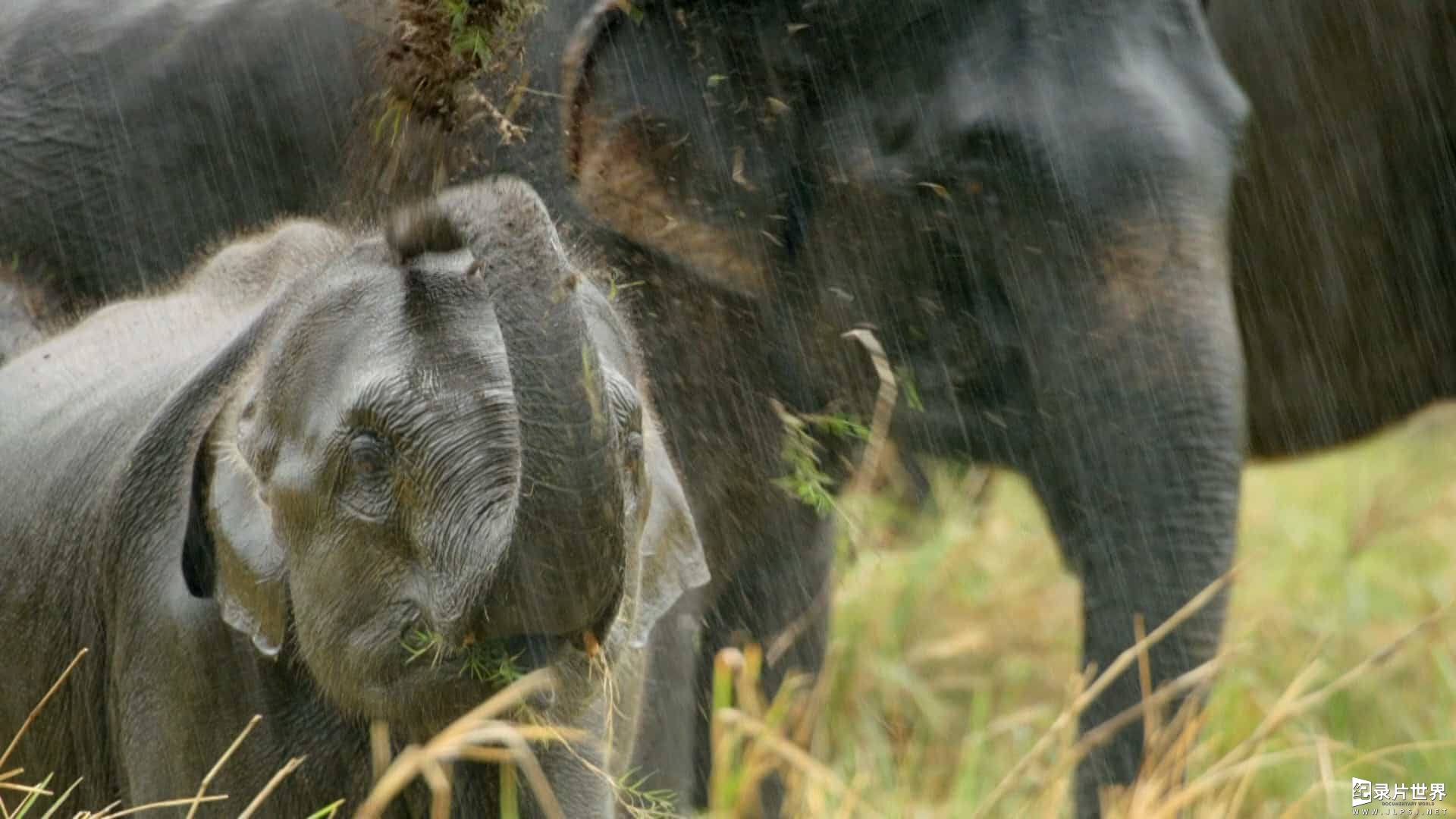 精选系列/BBC纪录片《季风的奇迹/神奇的季风 Wonders Of The Monsoon》全5集 