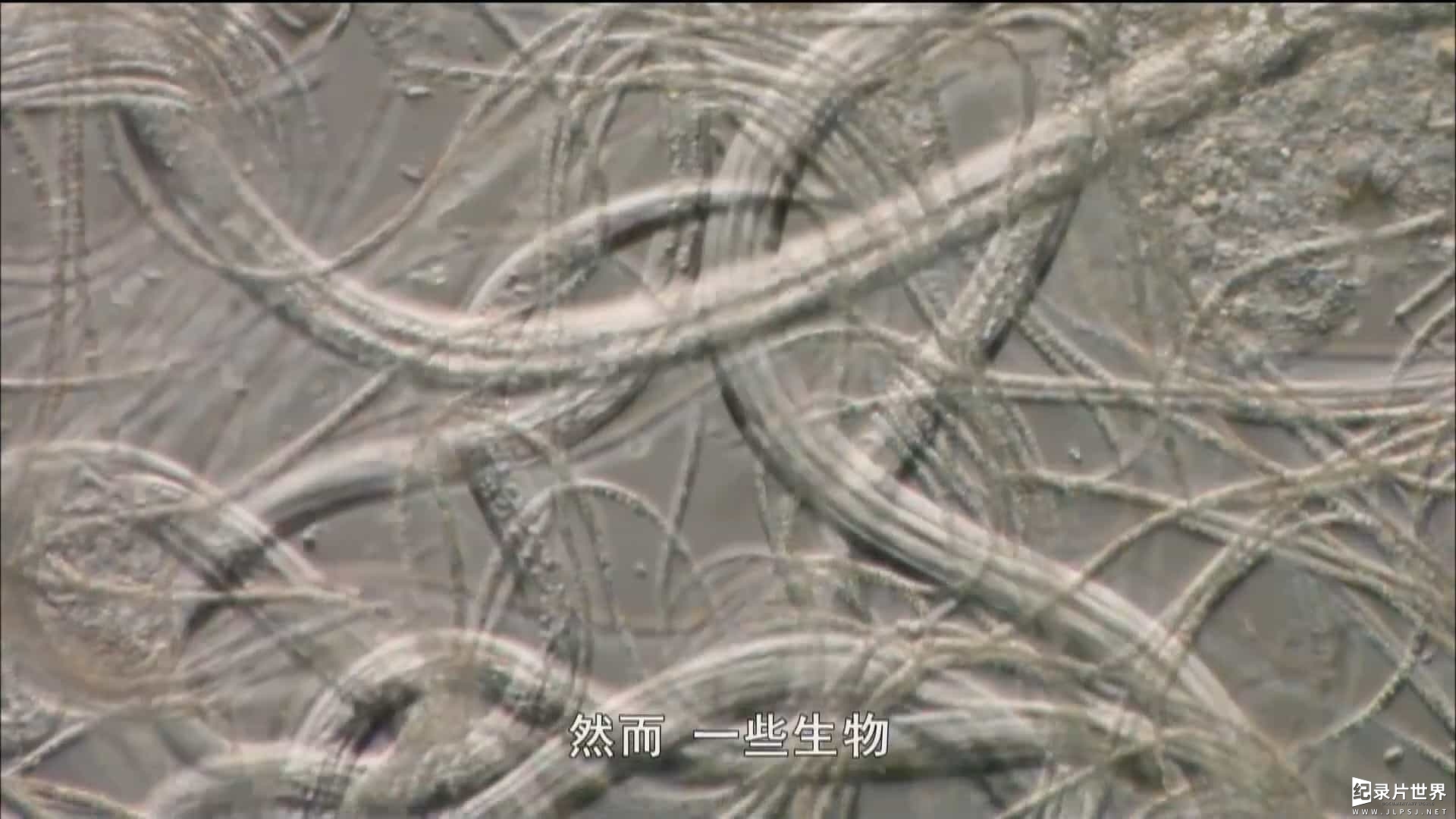 BBC纪录片《炼狱生灵/地狱中的生命 Life in Hell - Extremophile》全4集