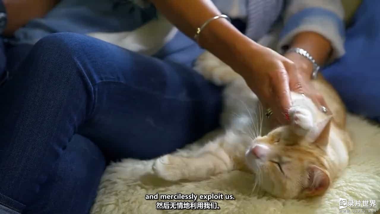 BBC纪录片/萌宠系列《地平线系列：猫咪观察 Cat Watch 2014: The New Horizon Experiment》全3集