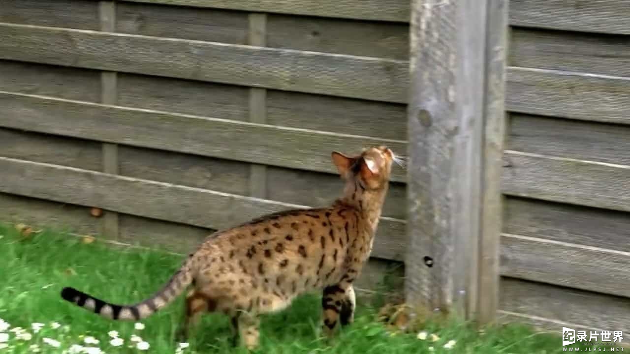 BBC纪录片/萌宠系列《地平线系列：猫咪观察 Cat Watch 2014: The New Horizon Experiment》全3集