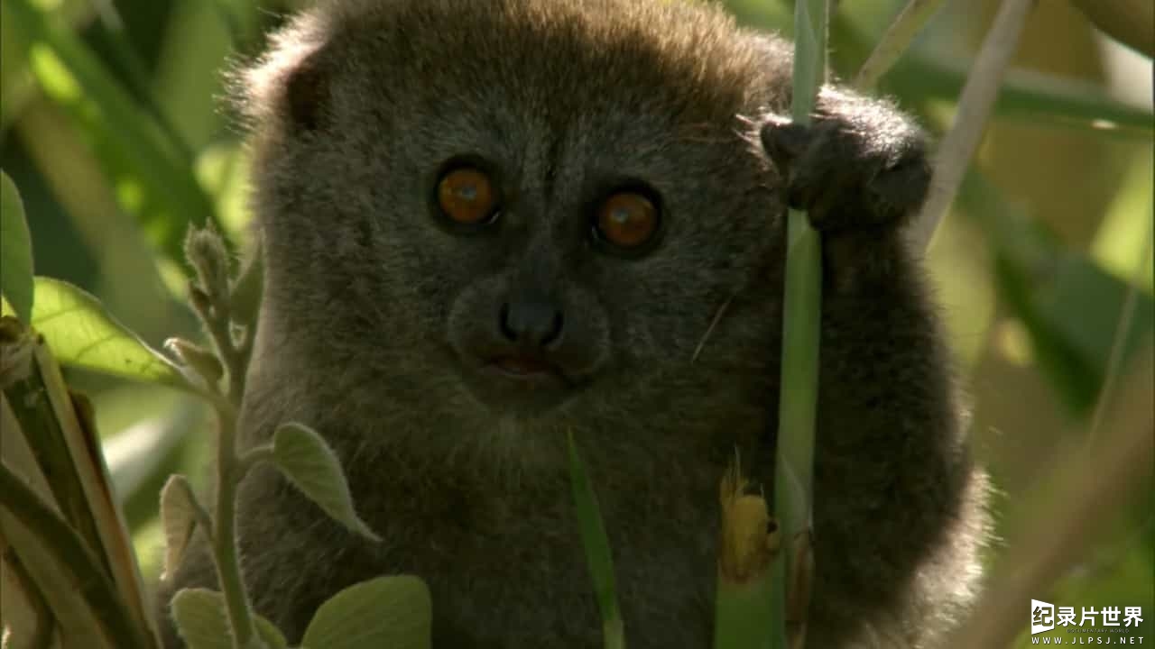 BBC纪录片《马达加斯加 Madagascar》全5集