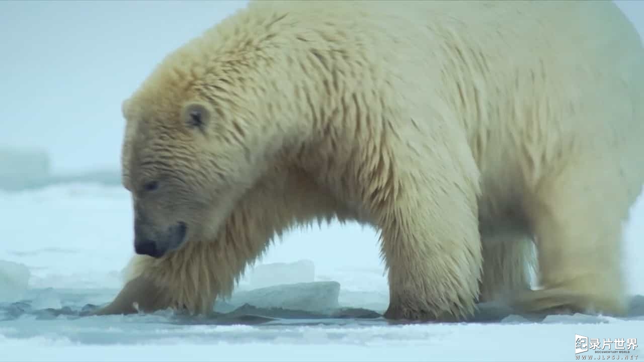 BBC纪录片《阿拉斯加:地球上的冰冻王国 Alaska Earth’s Frozen Kingdom》全3集