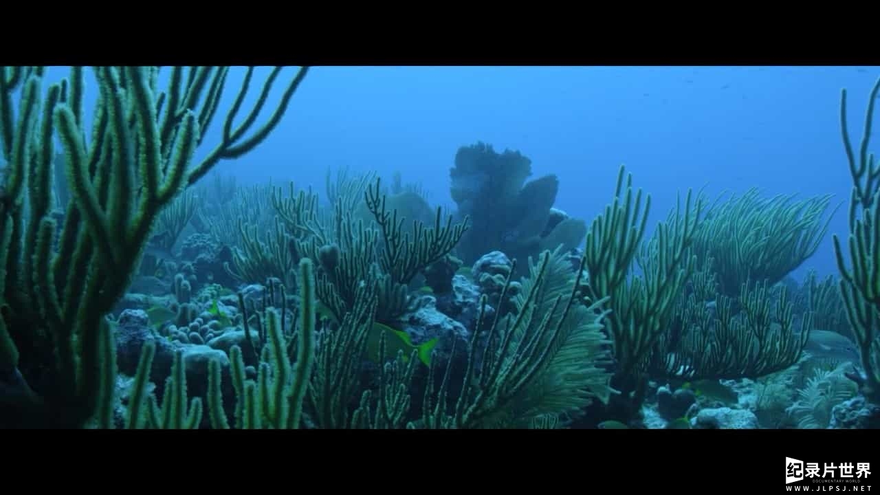 BBC纪录片《大西洋 地球最狂野的海洋 Atlantic: The Wildest Ocean on Earth》全3集