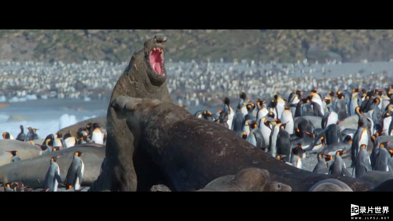 BBC纪录片《大西洋 地球最狂野的海洋 Atlantic: The Wildest Ocean on Earth》全3集