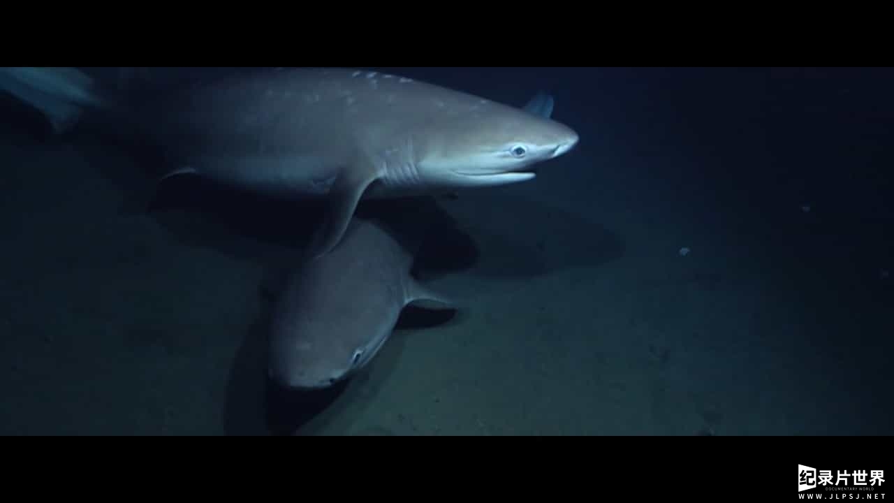 BBC纪录片《大西洋 地球最狂野的海洋 Atlantic: The Wildest Ocean on Earth》全3集