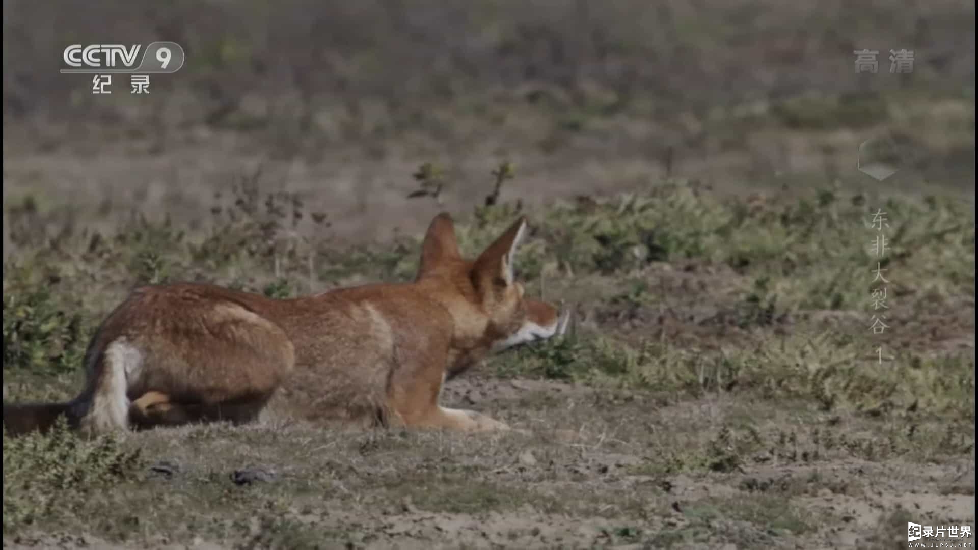 BBC纪录片《东非大裂谷 美丽的非洲心脏 The Great Rift: Africa’s Wild Heart》全3集