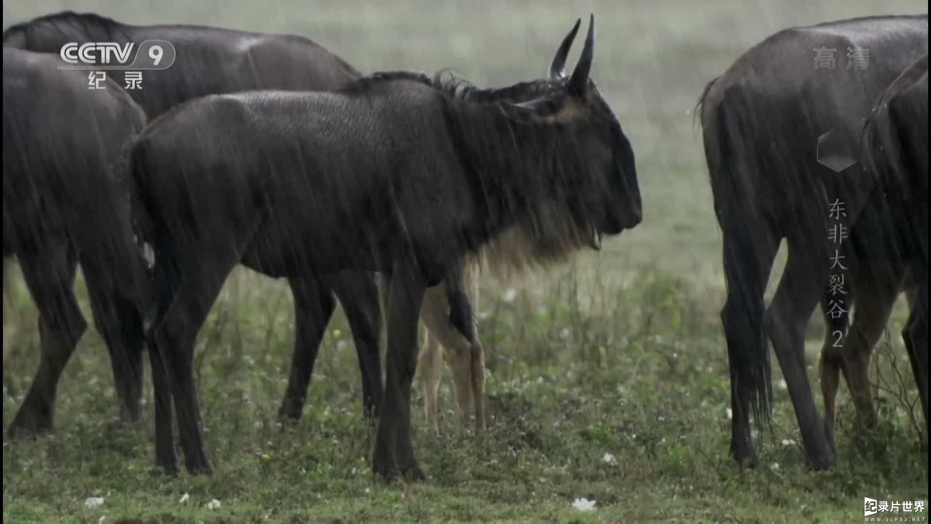 BBC纪录片《东非大裂谷 美丽的非洲心脏 The Great Rift: Africa’s Wild Heart》全3集