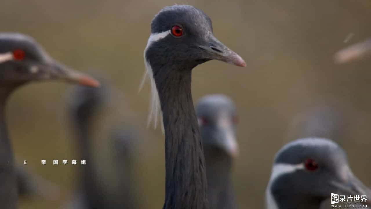 BBC纪录片《印度:大自然的仙境 India:Nature’s Wonderland》全2集