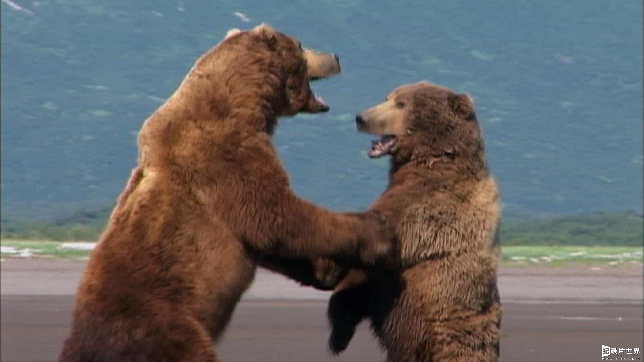野生动物保护纪录片《灰熊人 Grizzly Man》全1集