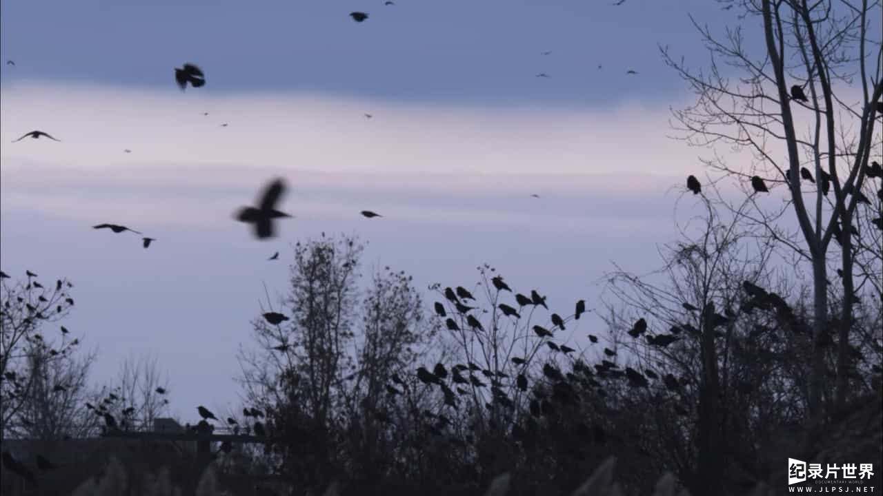PBS纪录片《乌鸦 A Murder of Crows 2010》英语中字