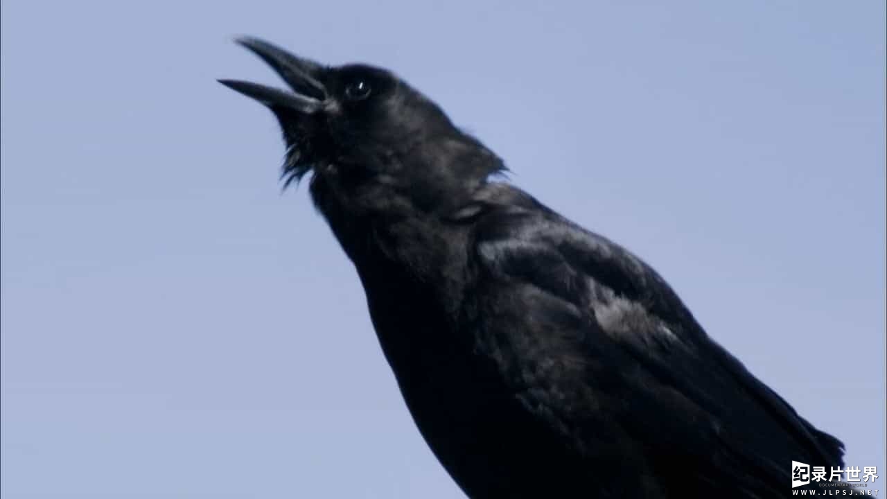 PBS纪录片《乌鸦 A Murder of Crows 2010》英语中字