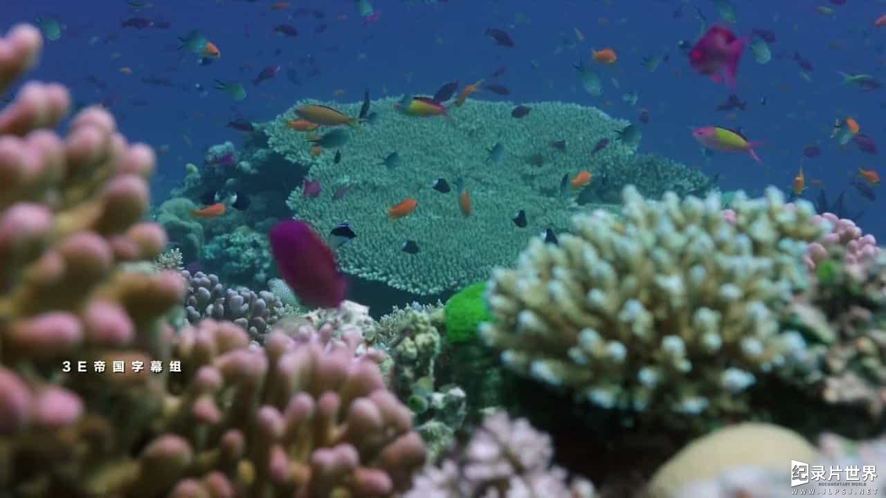  BBC纪录片《与大卫·爱登堡畅游大堡礁/老爵爷的大堡礁之旅 Great Barrier Reef with David Attenborough》全3集 