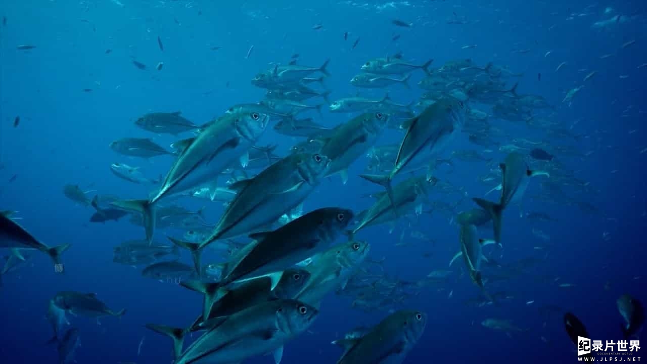  BBC纪录片《与大卫·爱登堡畅游大堡礁/老爵爷的大堡礁之旅 Great Barrier Reef with David Attenborough》全3集 