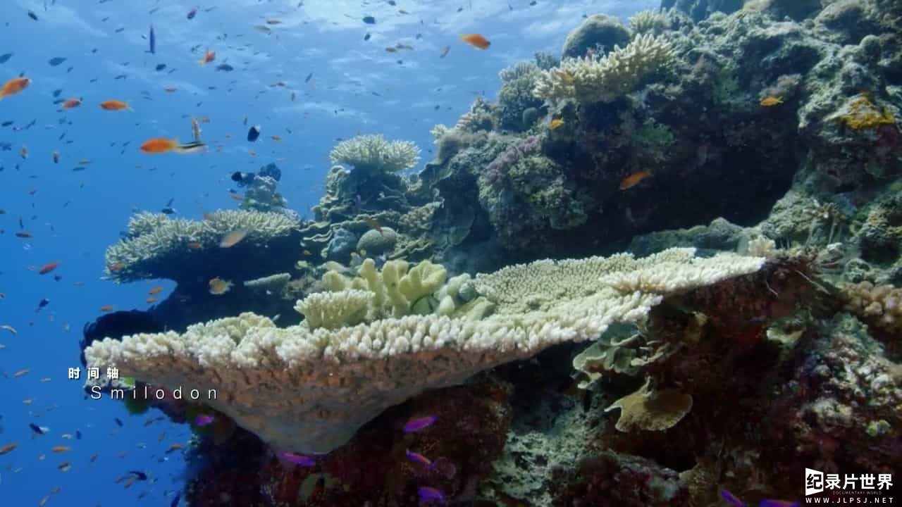  BBC纪录片《与大卫·爱登堡畅游大堡礁/老爵爷的大堡礁之旅 Great Barrier Reef with David Attenborough》全3集 