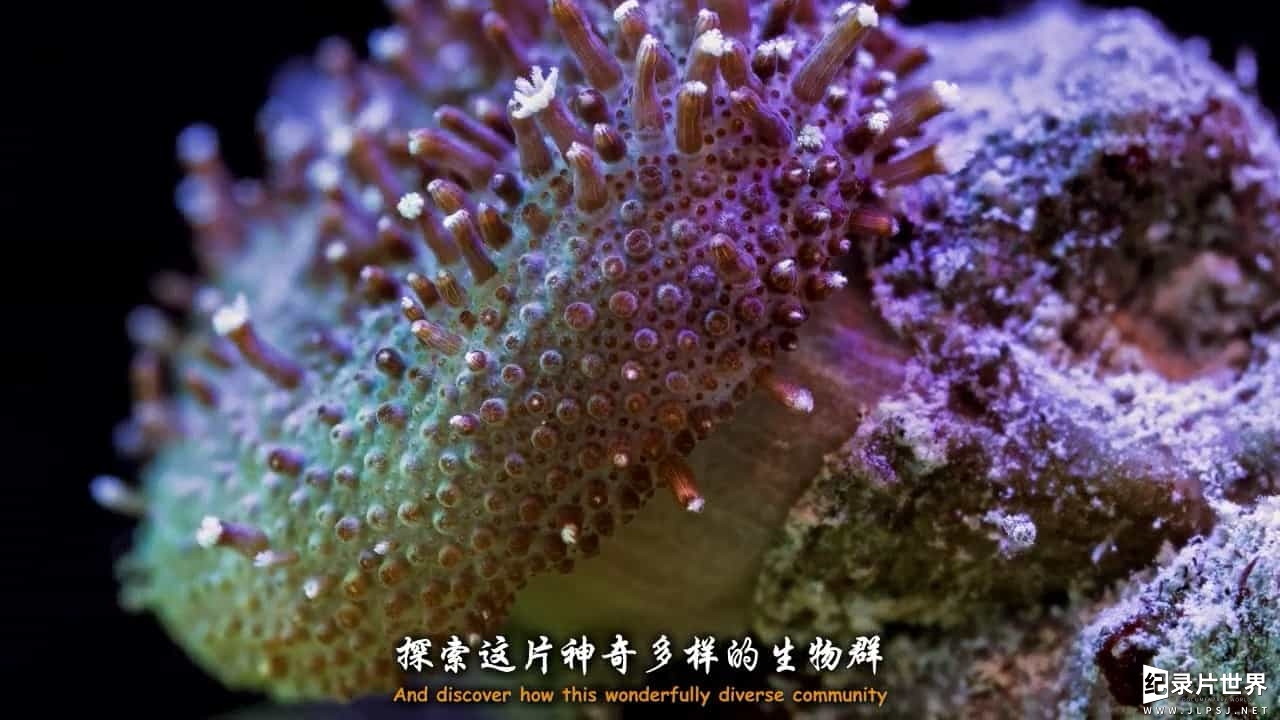 BBC纪录片《与大卫·爱登堡畅游大堡礁/老爵爷的大堡礁之旅 Great Barrier Reef with David Attenborough》全3集 