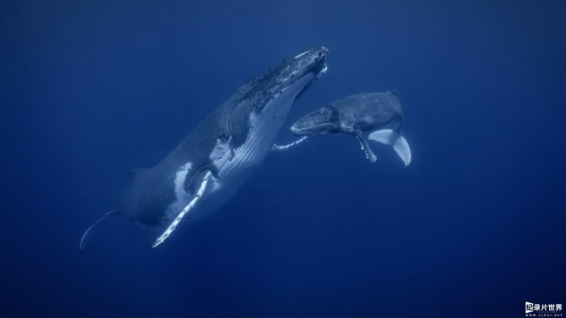 国家地理/迪士尼《鲸鱼的秘密 Secrets of the Whales 2021》全4集