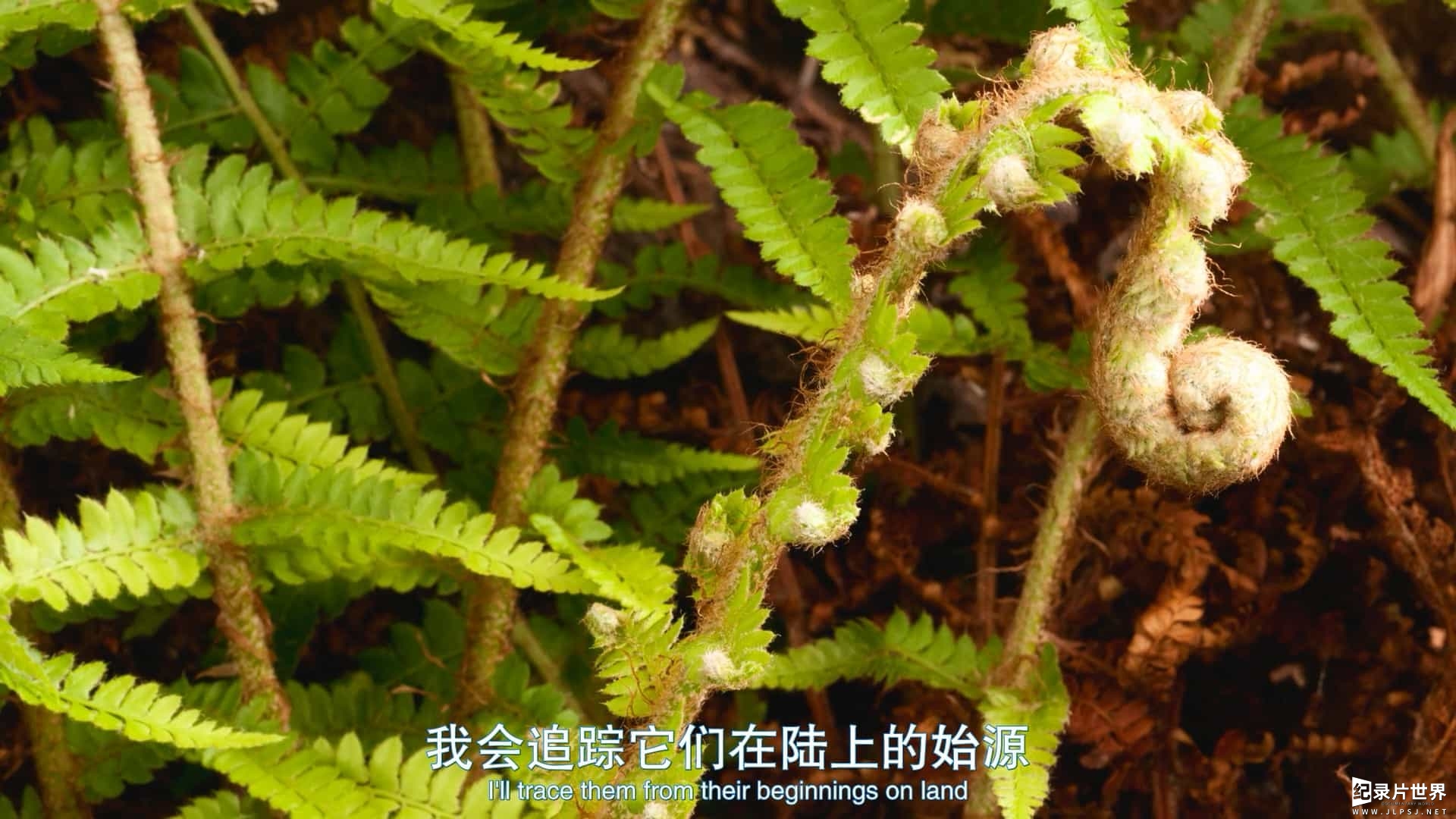 BBC纪录片《植物王国 Kingdom of Plants》全3集