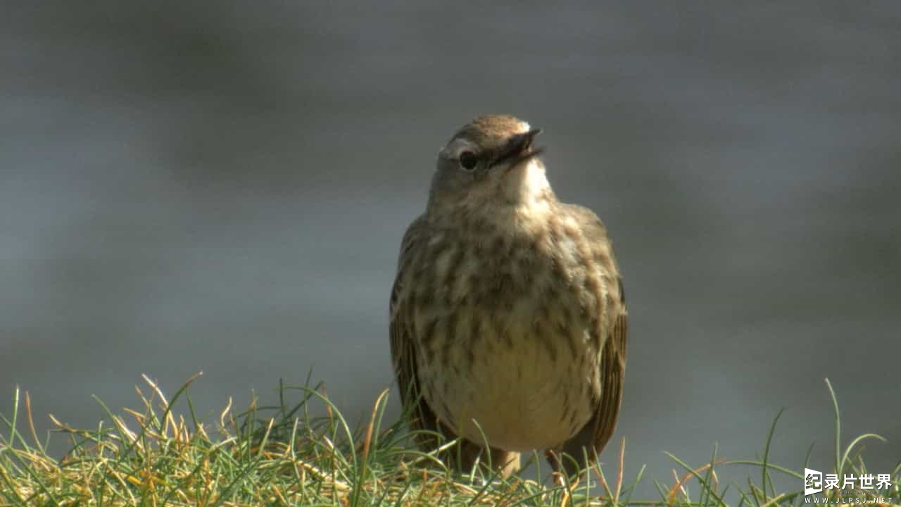 BBC纪录片《鸟类的秘密生活 The Secret Life of Birds》全5集