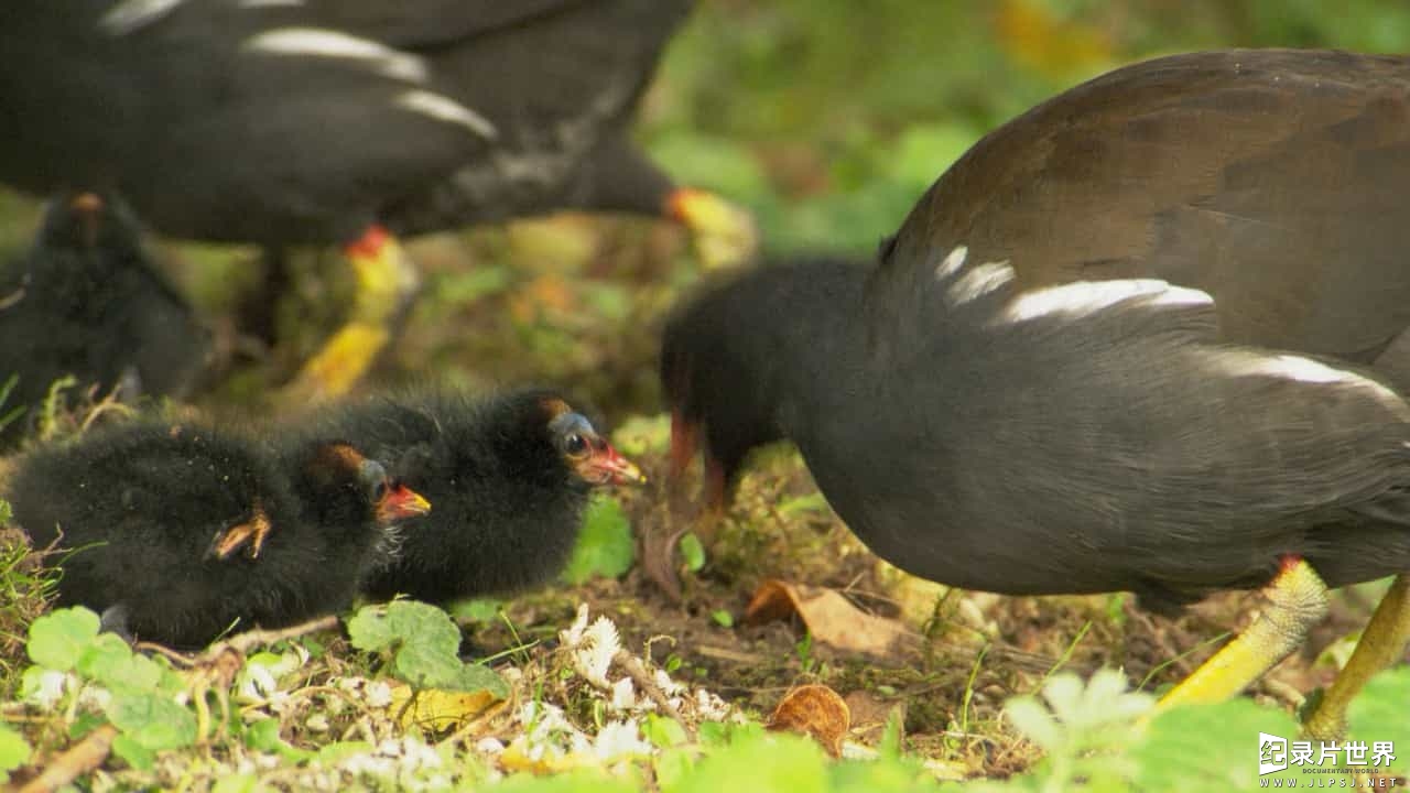 BBC纪录片《鸟类的秘密生活 The Secret Life of Birds》全5集