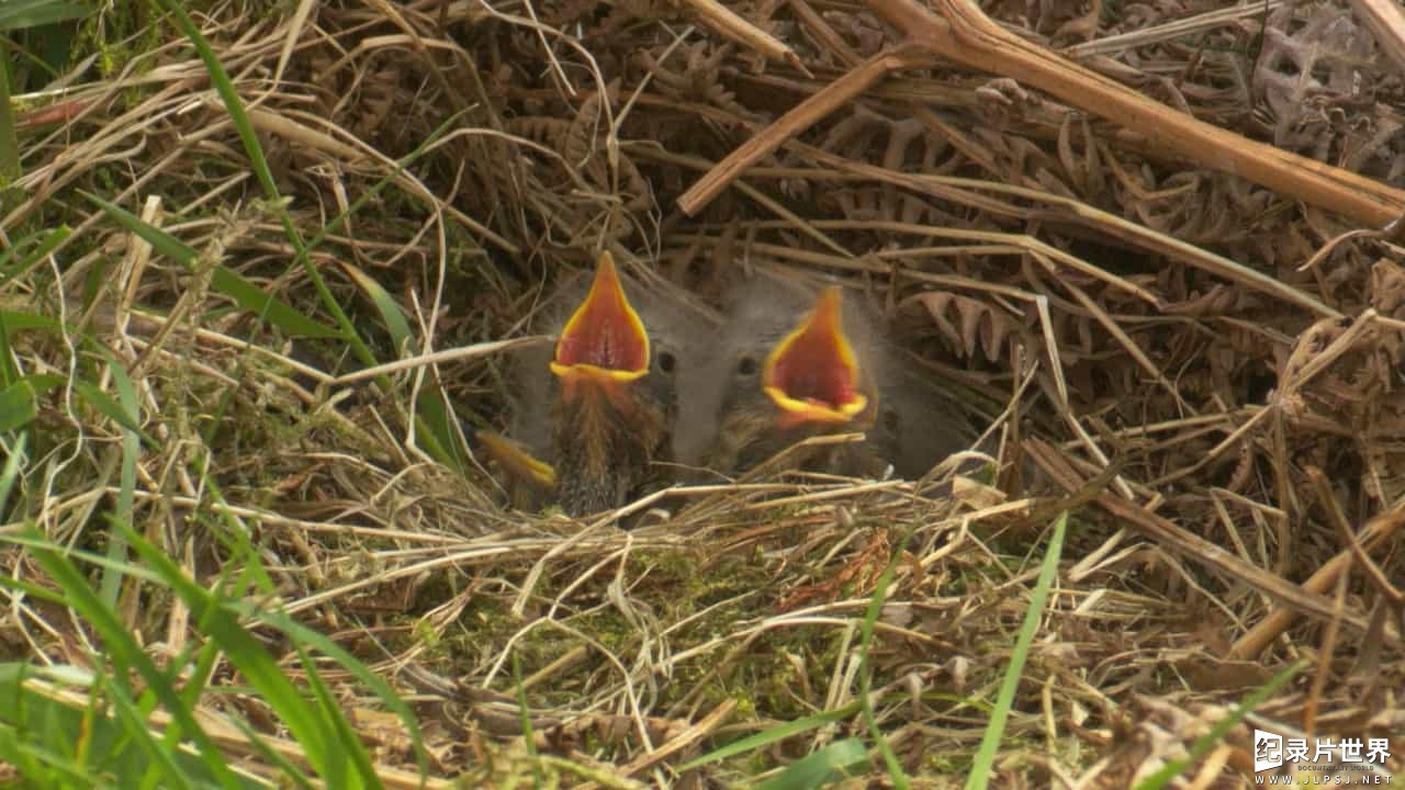 BBC纪录片《鸟类的秘密生活 The Secret Life of Birds》全5集