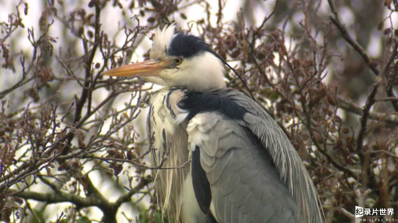 BBC纪录片《鸟类的秘密生活 The Secret Life of Birds》全5集