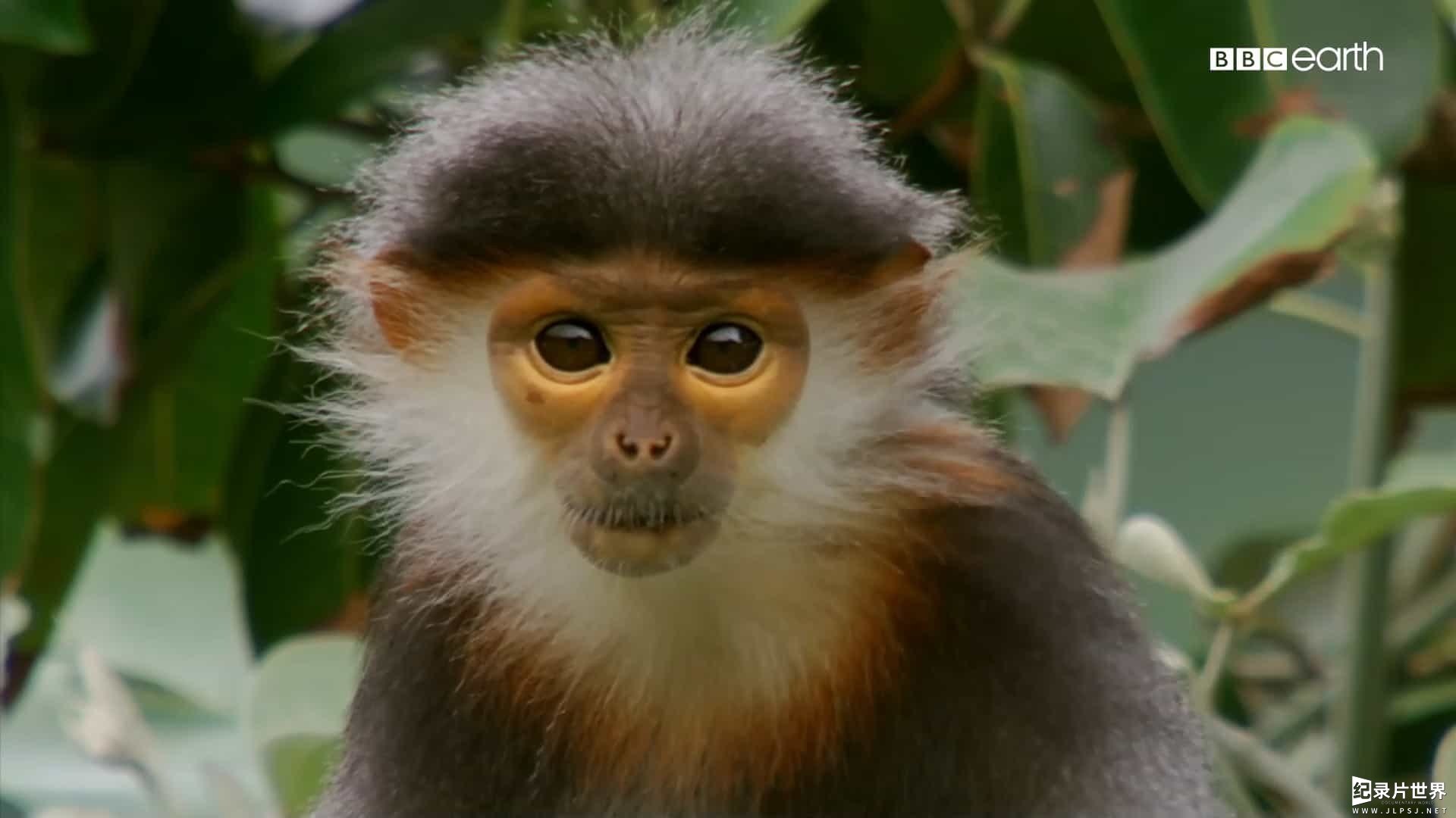 精选系列/BBC纪录片《猴子揭秘/猴子大观 Monkeys Revealed》全3集 